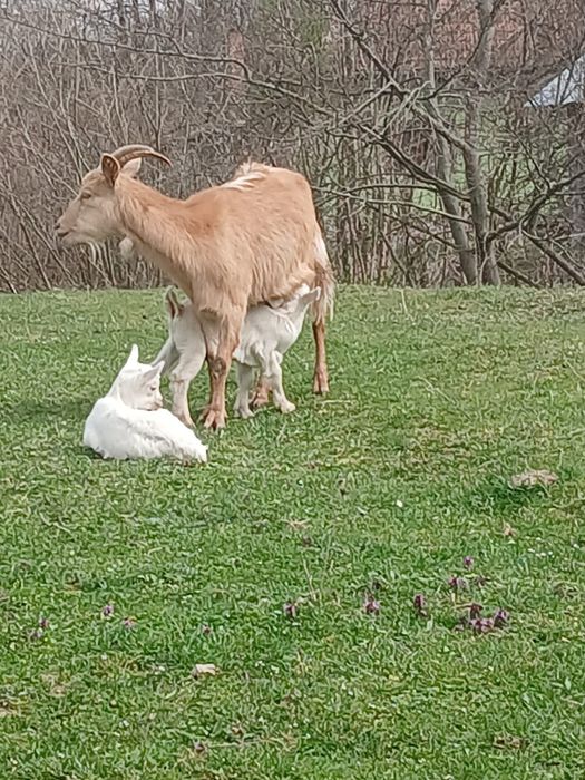 Vând sau schimb cu o vacă