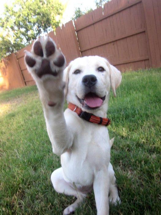 Выгул собак любых пород