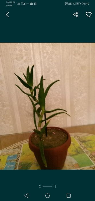 Planta aloe Vera