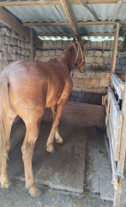 Семіз тайдан шығады жақында