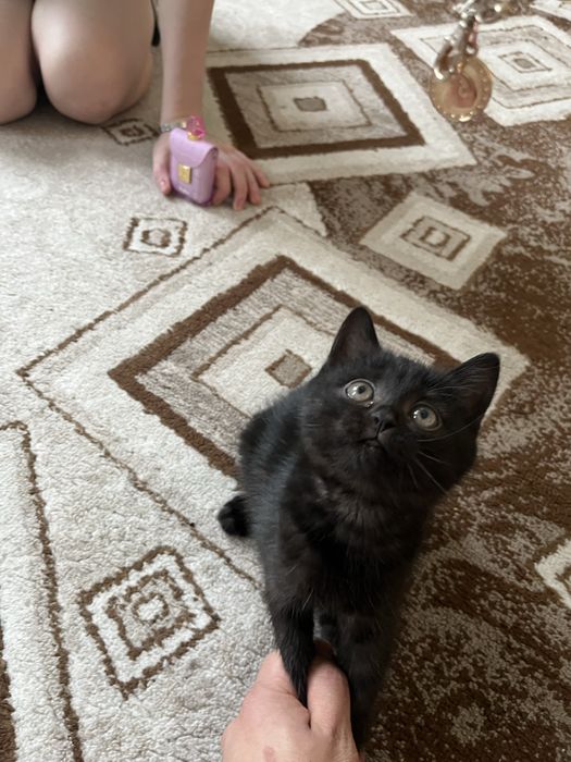 Котенок(девочка)
