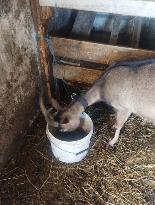 Vând 2 capre alpin francez