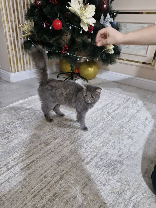 Животный  кот продаётся