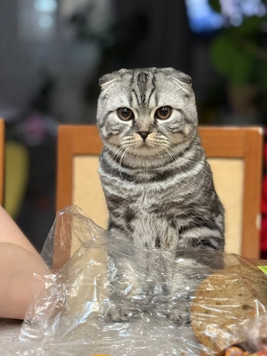 Кот ищет подружку для вязки