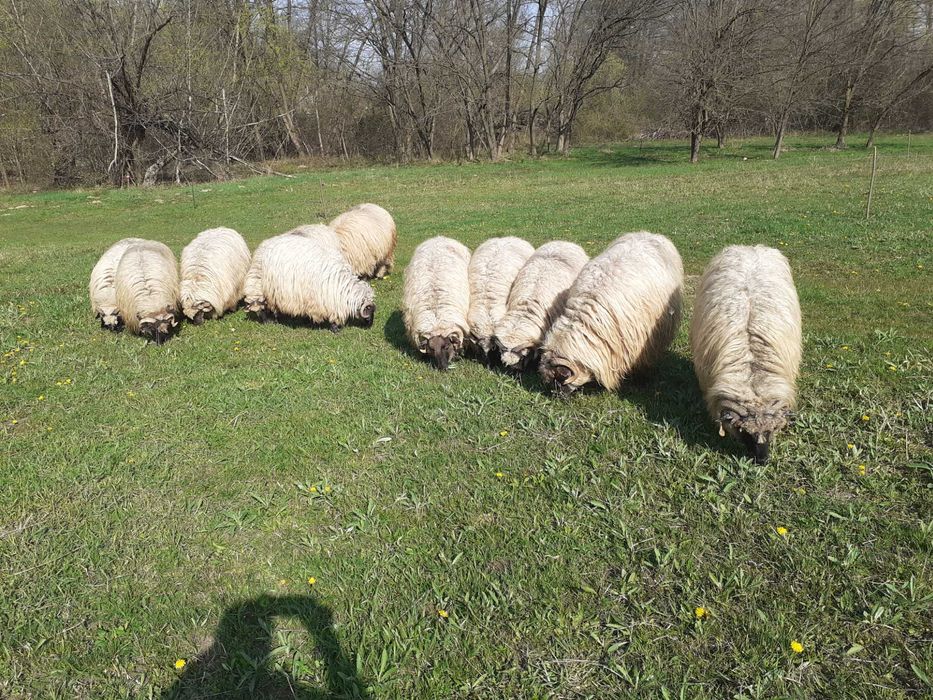 Oi bucălăi de vânzare