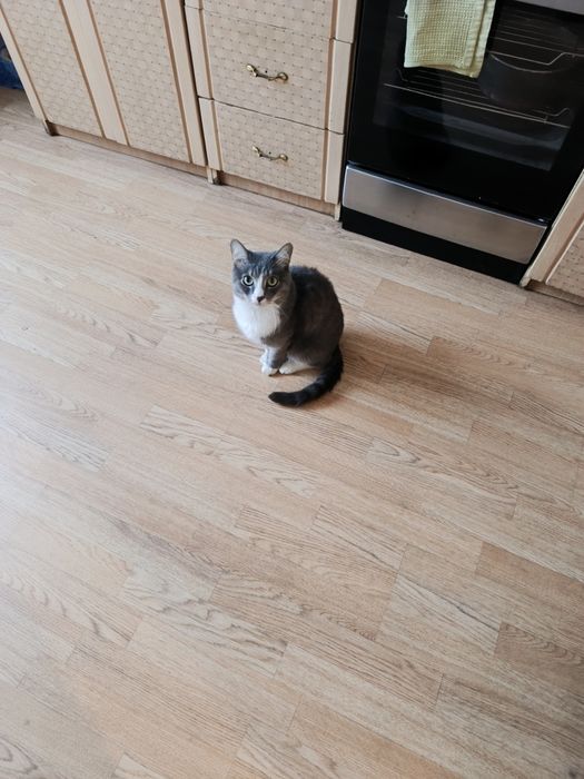 Отдам кота в хорошие руки.