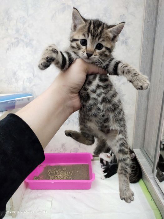 Mushukchalar sotiladi