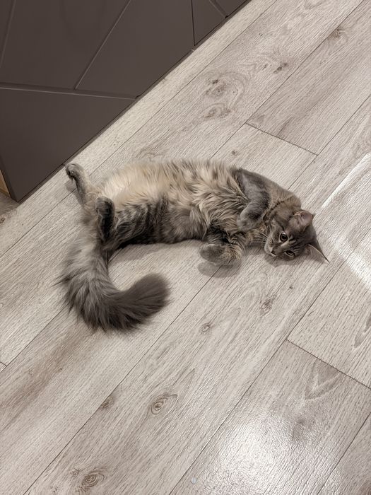 Отдам полугодового Кота