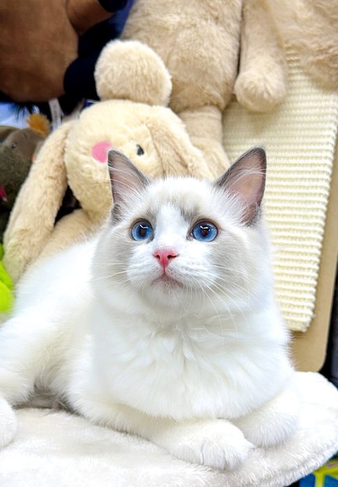 Регдолл мальчик чистокровный