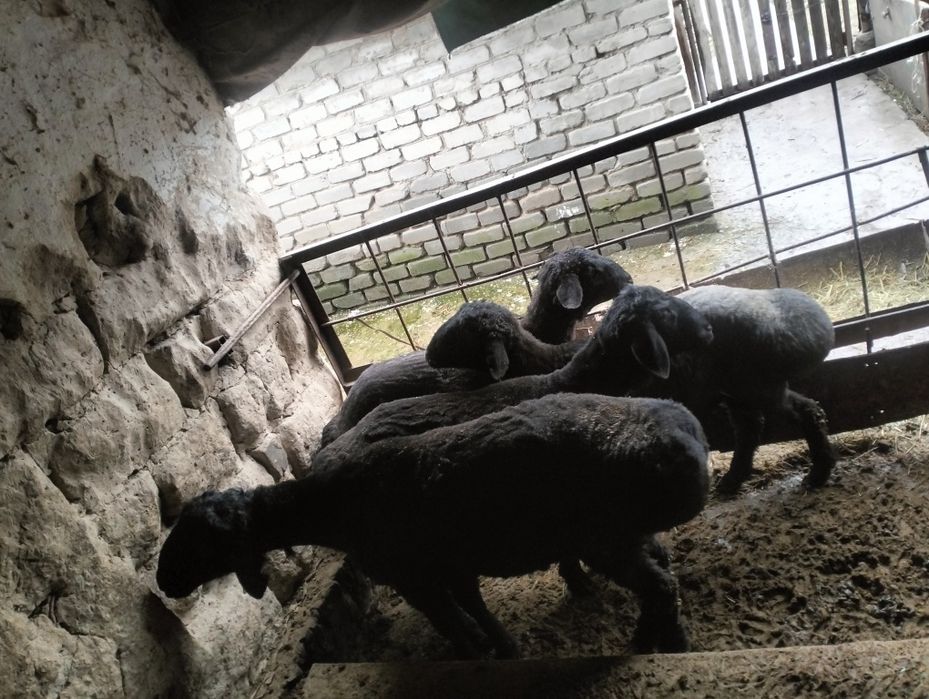 Семіз Қошқарла сатылады