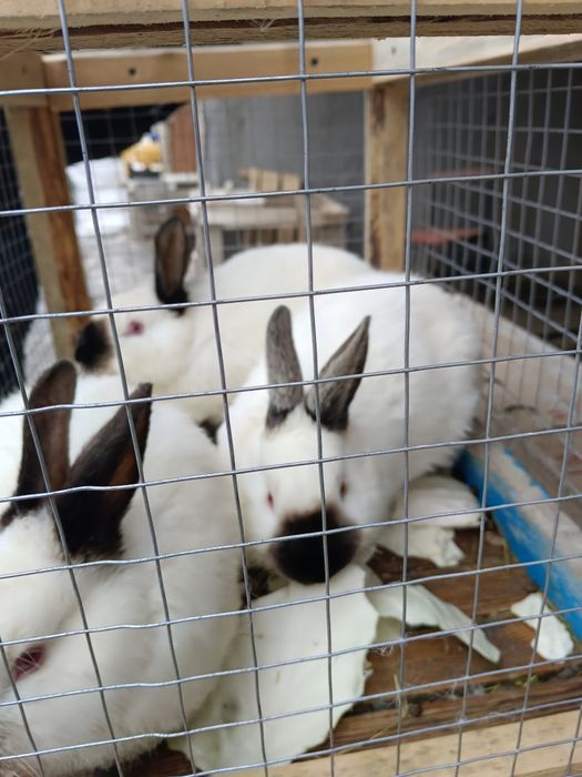 Продаются кролики