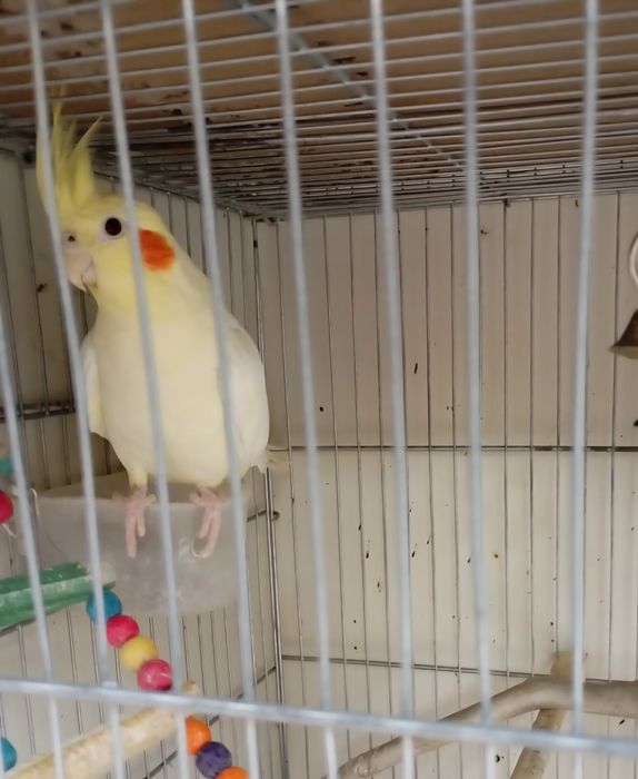 Пара кореллы, самец корелла