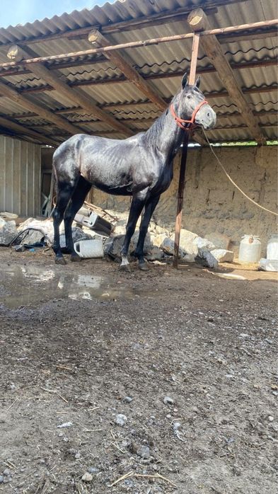 3 жасар дөнен сатылады