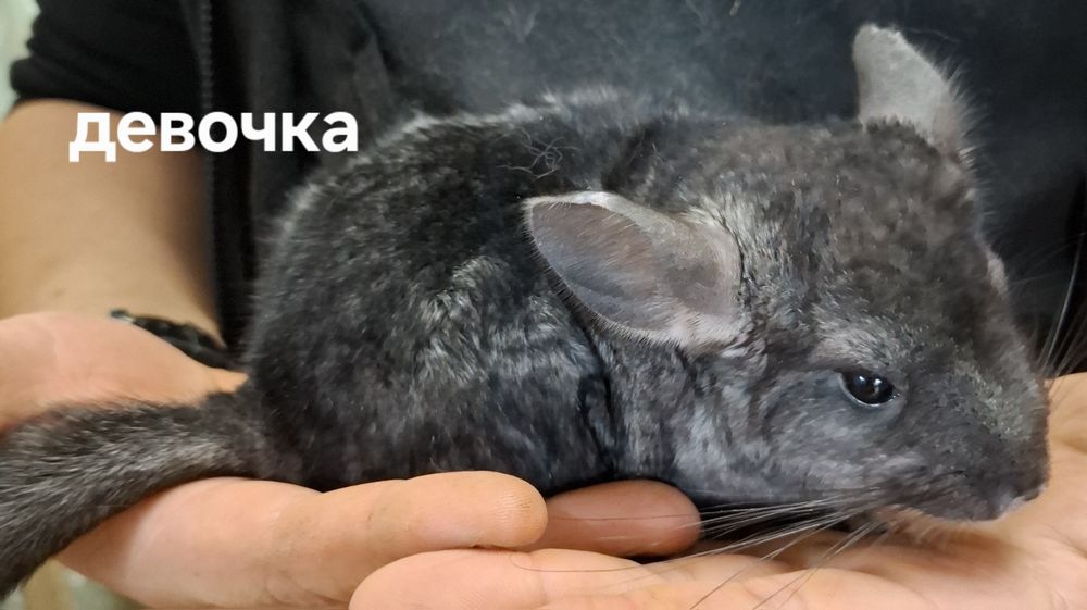 Продам шиншилл,милые