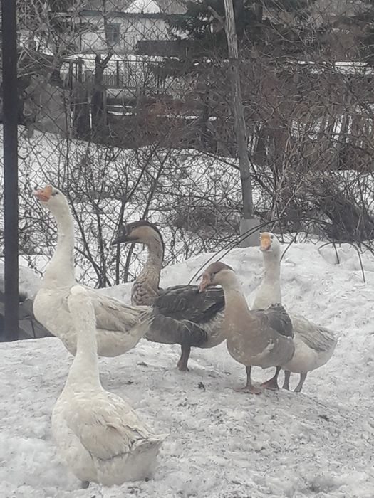 Продам гусят домашних.