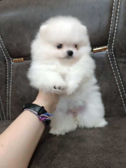 Щенки шпица.девочки