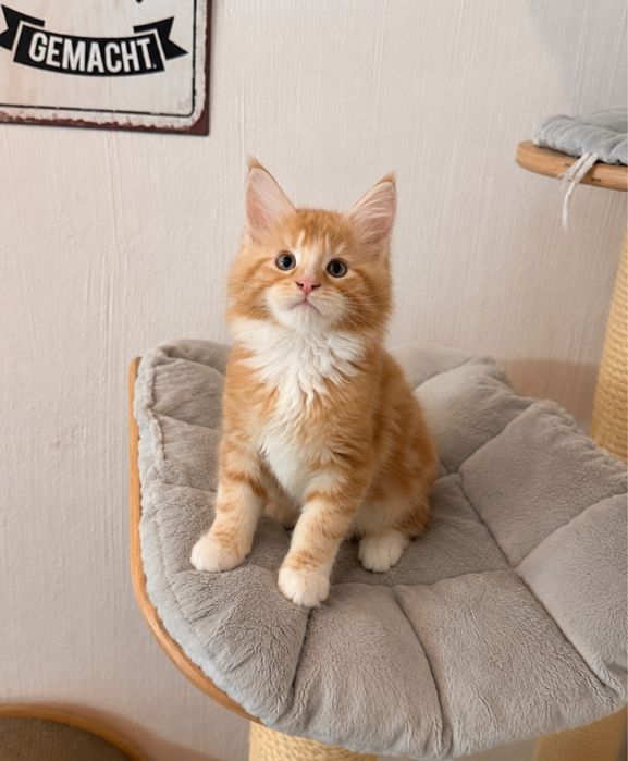 Maine coon mascul
