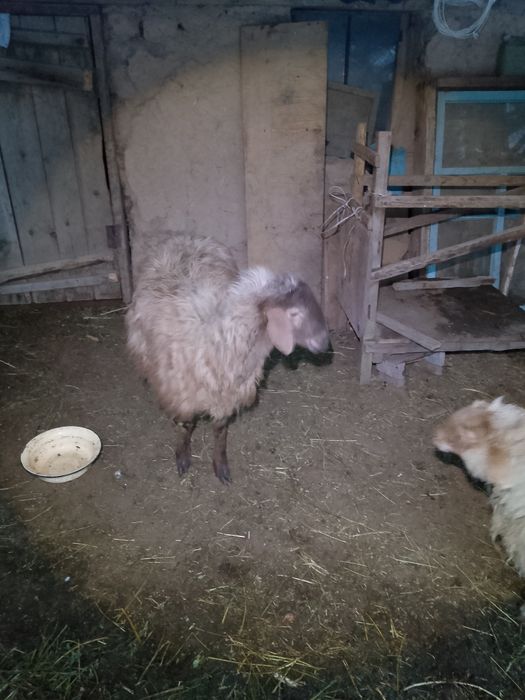 кошкар, баран, қошқар, кочкар, қой