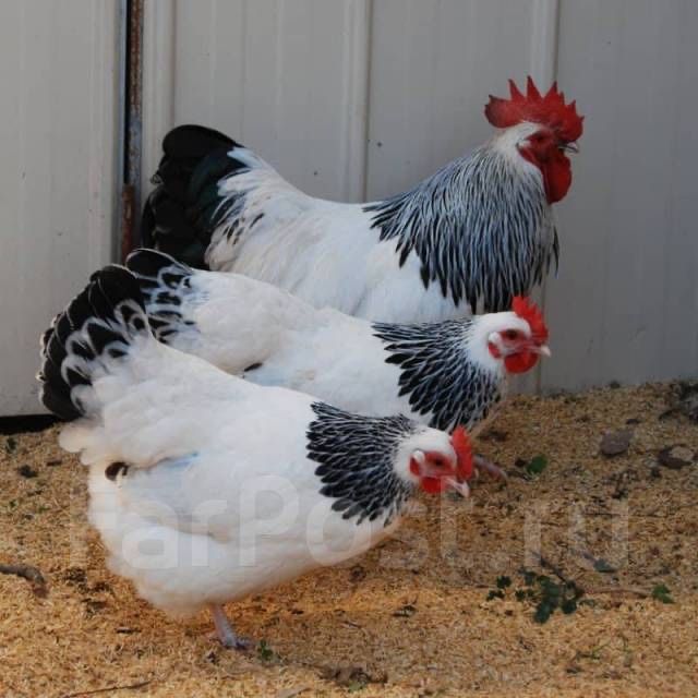 Продам цыплят адлерское серебро