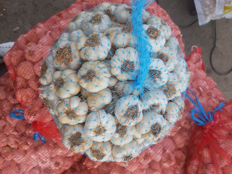 Vand usturoi spaniol si românesc!!!