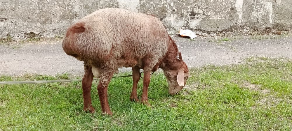 Хам эхсонга хам зотга олса булади  Кузи кучкорлар . Еб ичишига жавоб