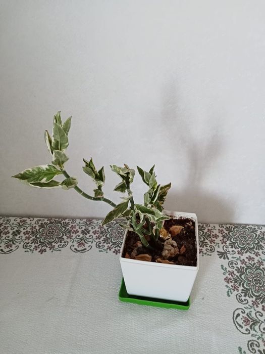 Продам цветы комнатные