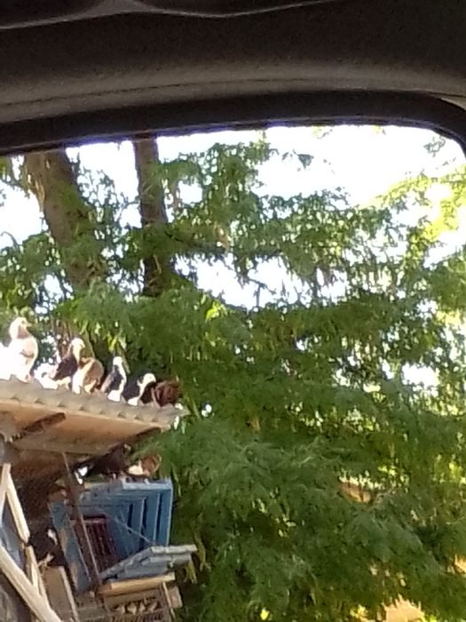 Porumbeii jucători de Galați de vânzare