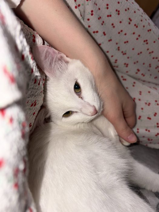 Котенок турецская ангора