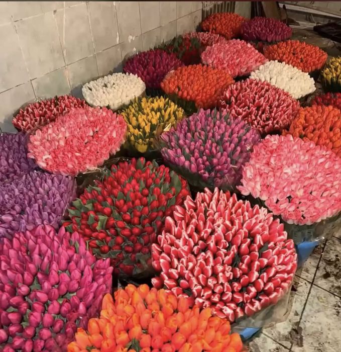 Продаю тюльпаны оптом