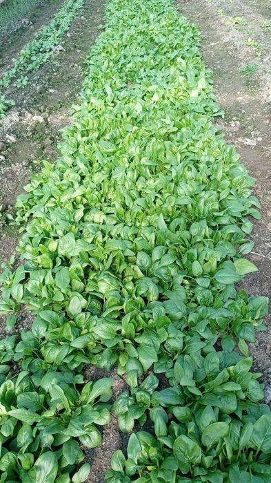 Spanac  proaspat Bio