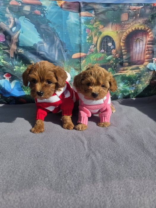 Малтипу момче и момиче