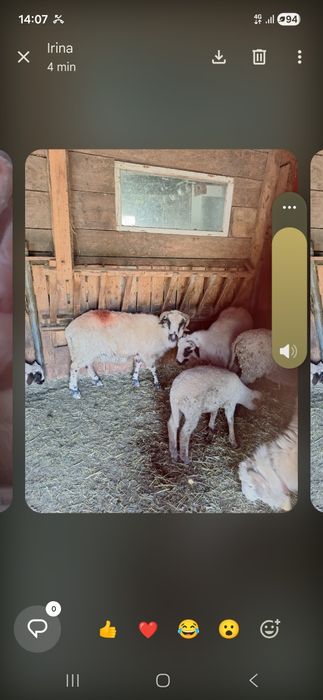 Vând oaie grasa pentru sacrificat