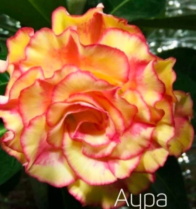 Адениумы разных сортов