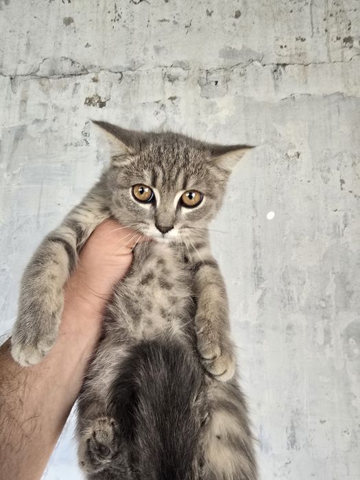 Отдам котят в хорошие руки.