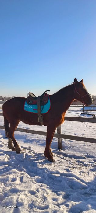 Продам жеребеца айгыр сатам