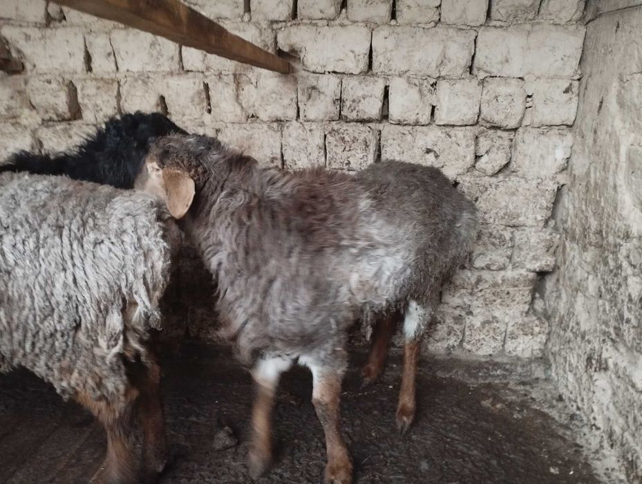 Halol boqilgan qoʻchqorlar sotiladi