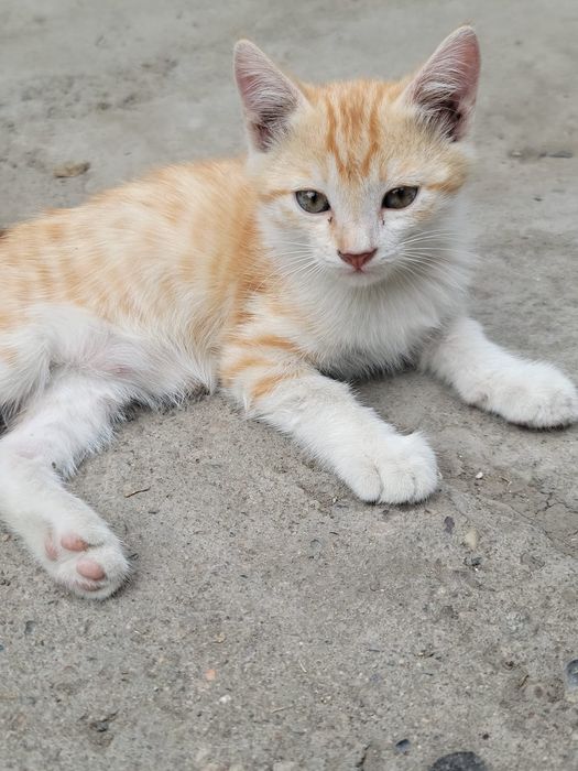 Отдадим котят в хорошие добрые руки