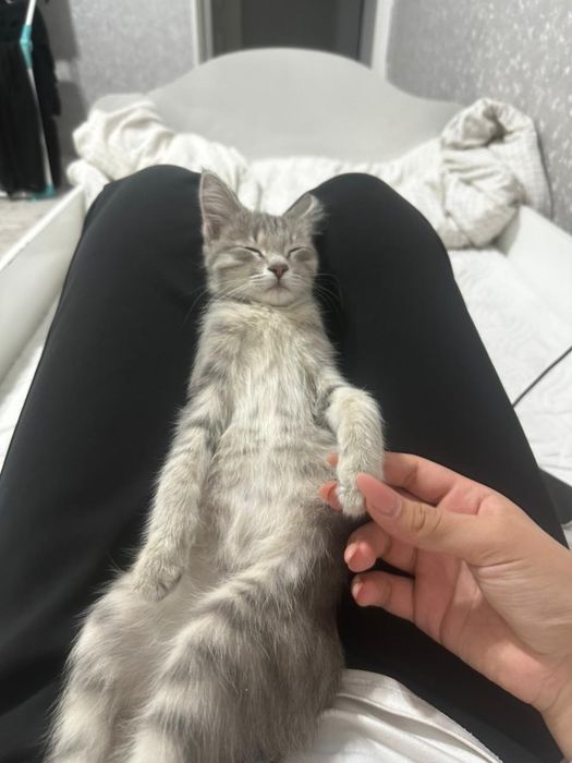 Отдам хорошые руки.