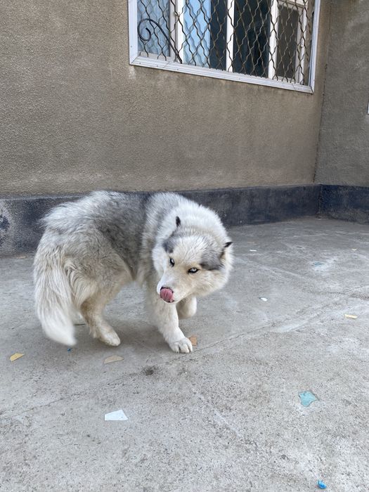 Продам в хорошие руки! Хаски!