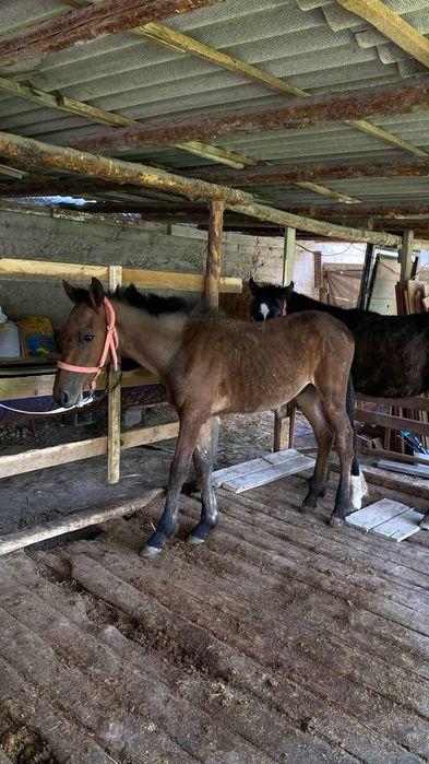 Тайлар   жеребцы