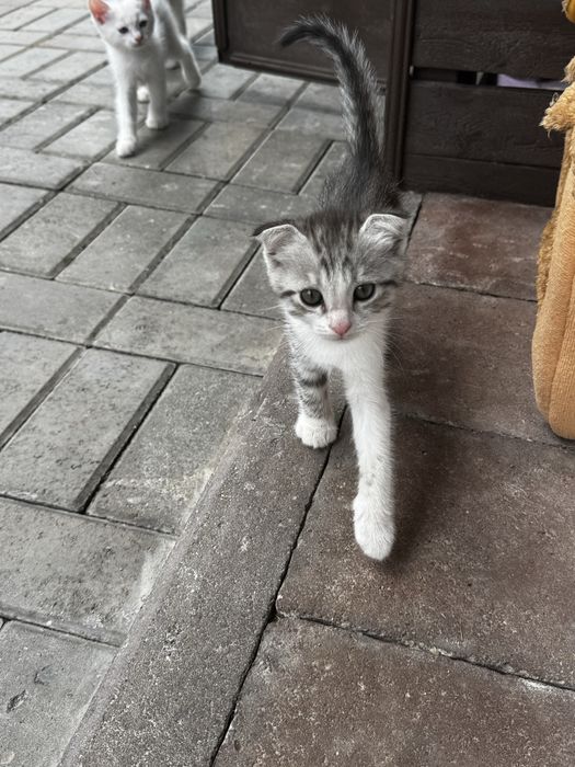 Отдам котенка серенького