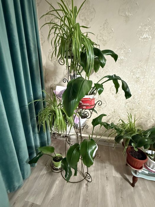 Гулдер сатылады тез арада