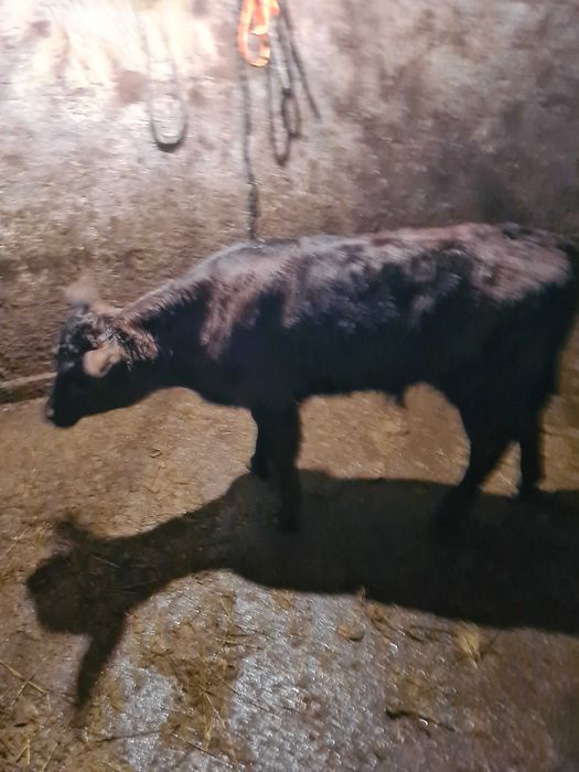 Vand doi taurasi de monta