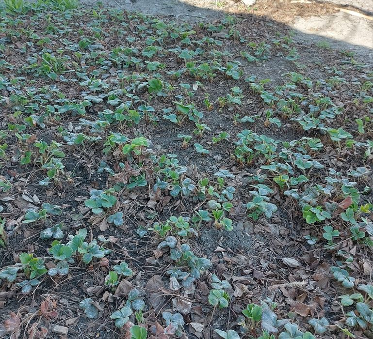 Саженцы клубники