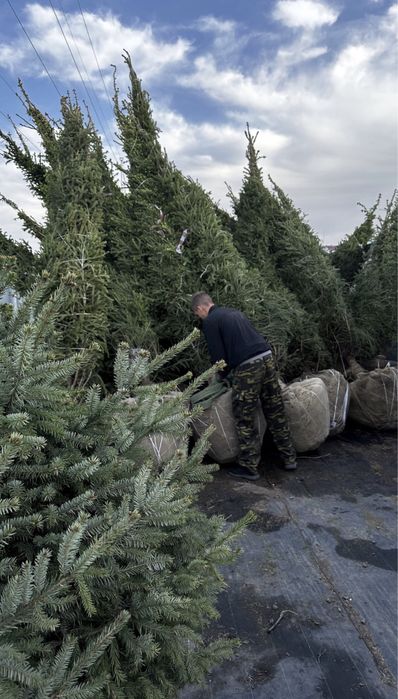 КРУПНОМЕРЫ ели голубые, ели зеленые, сосны