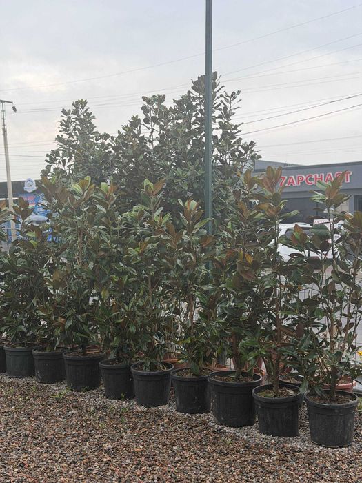 Магнолия Литл Джем Magnoliya Litl Gem