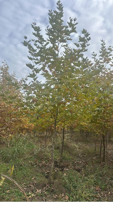 Platan / Mesteacan / Tei