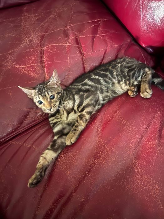 Чисто кровный бенгальский кот