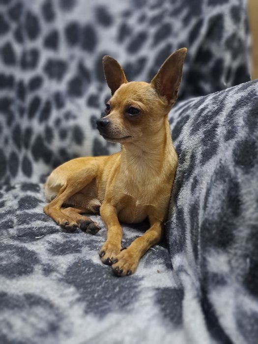 Вязка мини той терьера