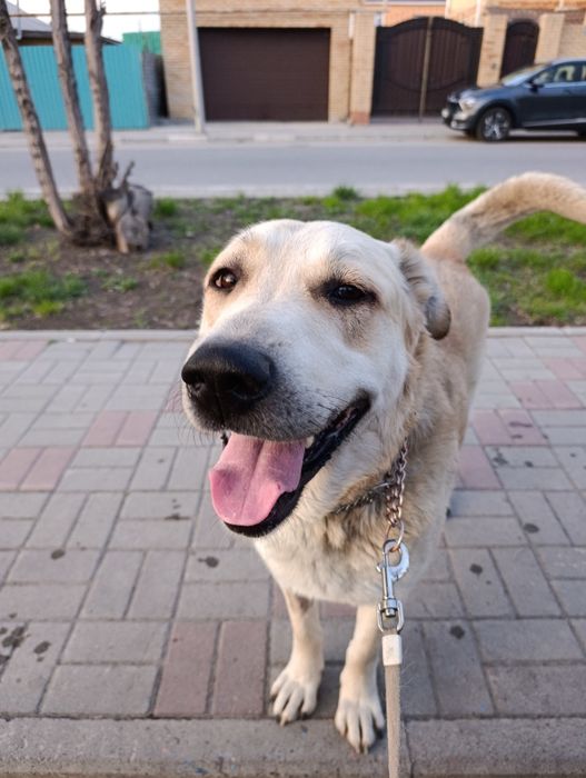 Ищу дом для малыша в 50 кг.